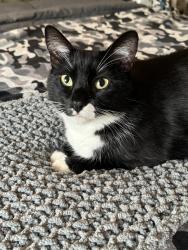 Reunited Male Cat last seen Osage & 167th, Lawndale, CA 90260