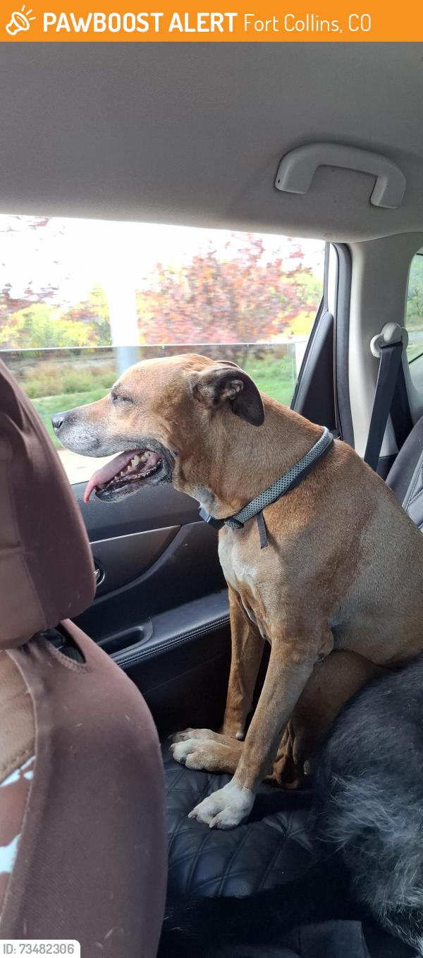 Found/Stray Male Dog last seen Shields & W Wilson, Fort Collins, CO 80524