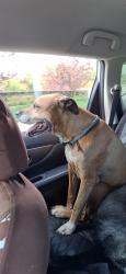Found/Stray Male Dog last seen Shields & W Wilson, Fort Collins, CO 80524