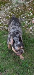Found/Stray Female Dog last seen Near Ave & 58 St 33173, Miami, FL 33173