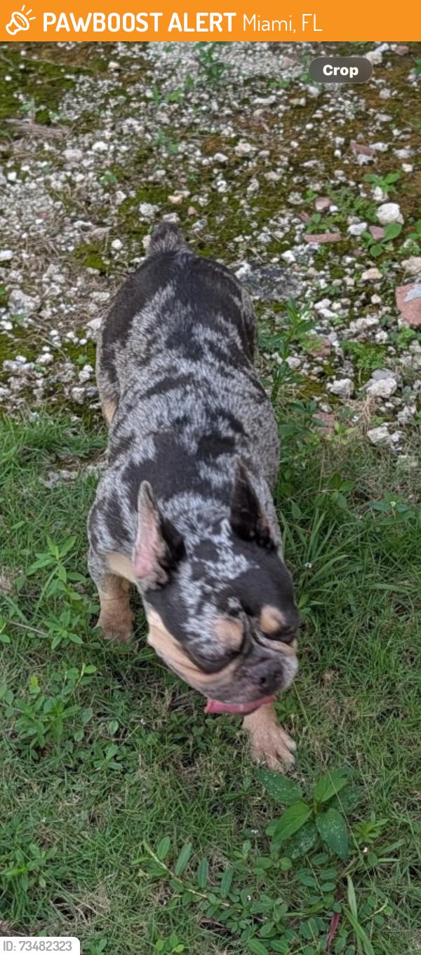 Found/Stray Female Dog last seen Near Ave & 58 St 33173, Miami, FL 33173