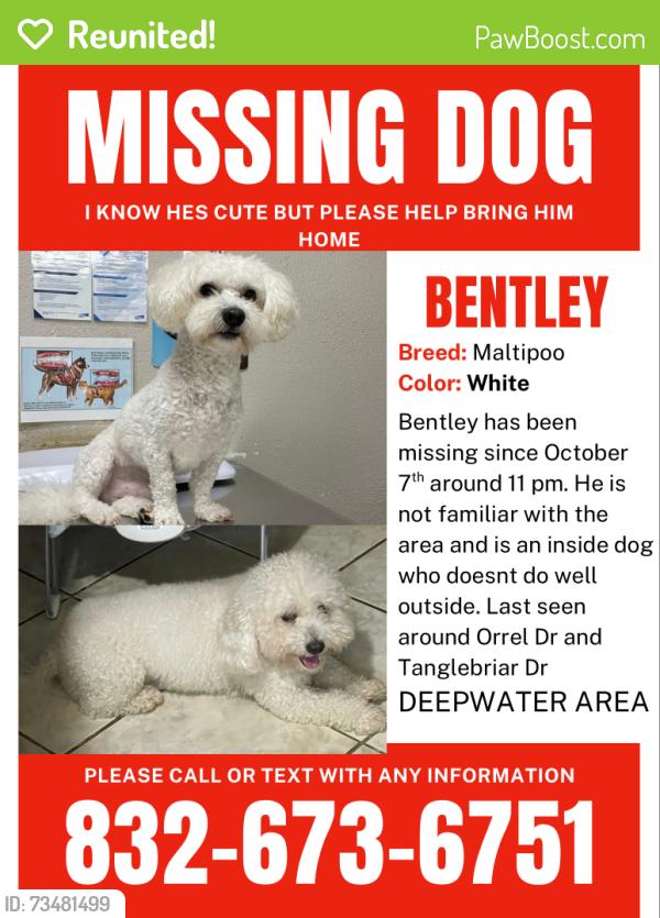 Reunited Male Dog last seen Orrel Dr and Tanglebriar Pasadena tx, Pasadena, TX 77503