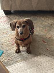 Reunited Female Dog last seen Robert’s Bend Lane and Highway 7, Columbia, TN 38401