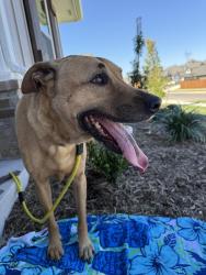 Reunited Male Dog last seen Hazelwood Way and Mangrove Road, Edmond, OK 73034