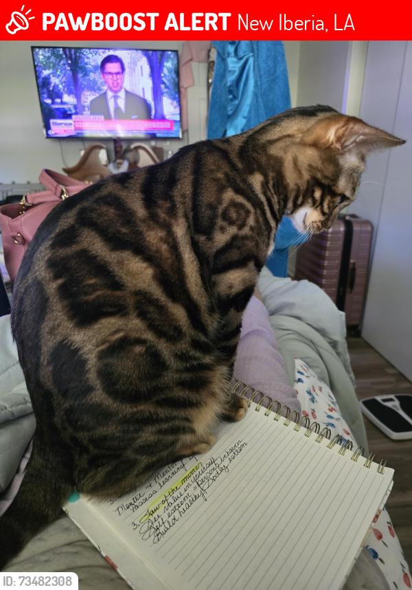 Lost Female Cat last seen Loureville Rd, New Iberia, LA 70563
