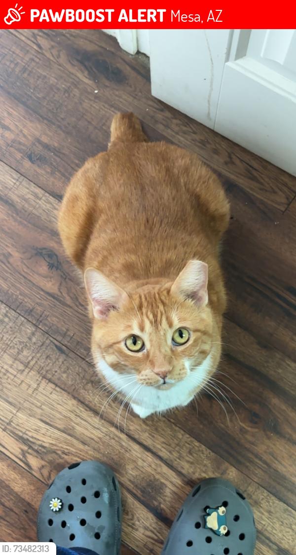 Lost Male Cat last seen Sunset resort, Mesa, AZ 85207