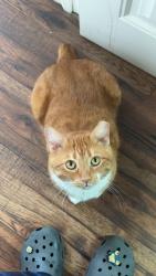 Lost Male Cat last seen Sunset resort, Mesa, AZ 85207