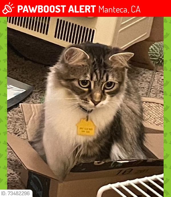 Lost Female Cat last seen E. Yosemite and Northjwoods, Manteca, CA 95336