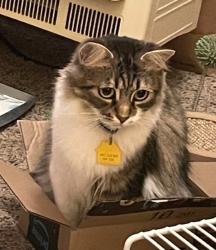 Lost Female Cat last seen E. Yosemite and Northjwoods, Manteca, CA 95336