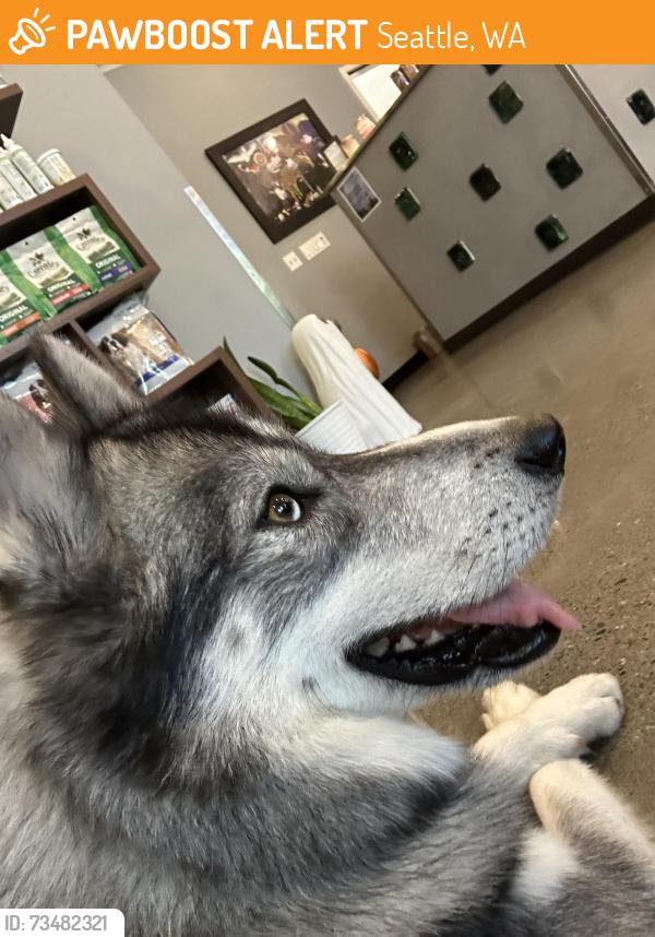 Found/Stray Unknown Dog last seen Seattle University, Seattle, WA 98122