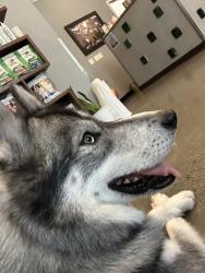 Found/Stray Unknown Dog last seen Seattle University, Seattle, WA 98122