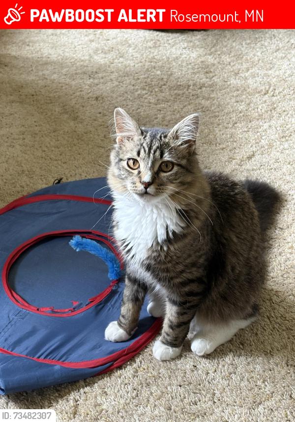 Lost Male Cat last seen 164th Gannon ave, Rosemount, MN 55068