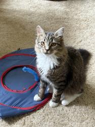 Lost Male Cat last seen 164th Gannon ave, Rosemount, MN 55068