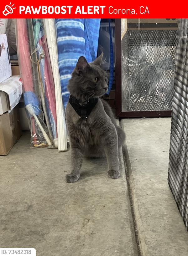 Lost Male Cat last seen Schleisman/Moonflower Ct, possibly off Archibald/Branding Iron, Corona, CA 92880