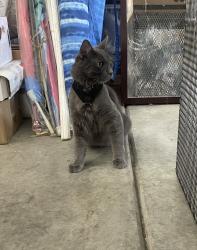 Lost Male Cat last seen Schleisman/Moonflower Ct, possibly off Archibald/Branding Iron, Corona, CA 92880