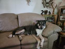 Reunited Female Dog last seen bundy cnyn n cnyn ranch rd, Wildomar, CA 92595