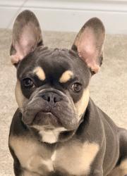 Reunited Male Dog last seen Dean & Cypress Glen Pl, Orlando, FL 32825