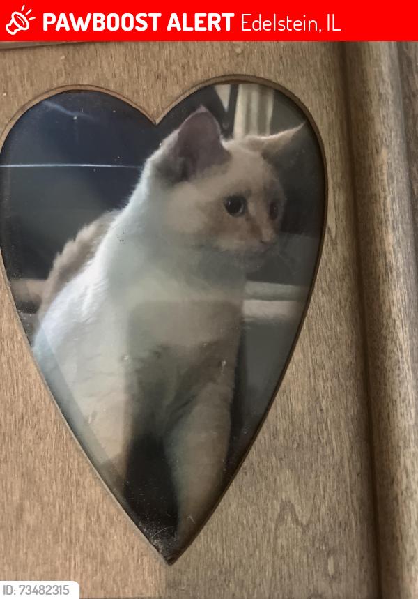 Lost Male Cat last seen Near w singing woods rd Edelstein Illinois 61526, Edelstein, IL 61526