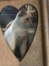 Lost Male Cat last seen Near w singing woods rd Edelstein Illinois 61526, Edelstein, IL 61526