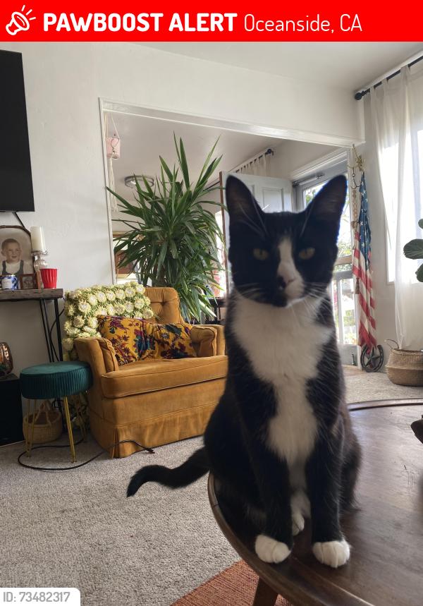 Lost Female Cat last seen South Oceanside - Broadway and Vista Way intersection, Oceanside, CA 92054