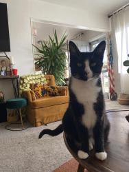 Lost Female Cat last seen South Oceanside - Broadway and Vista Way intersection, Oceanside, CA 92054