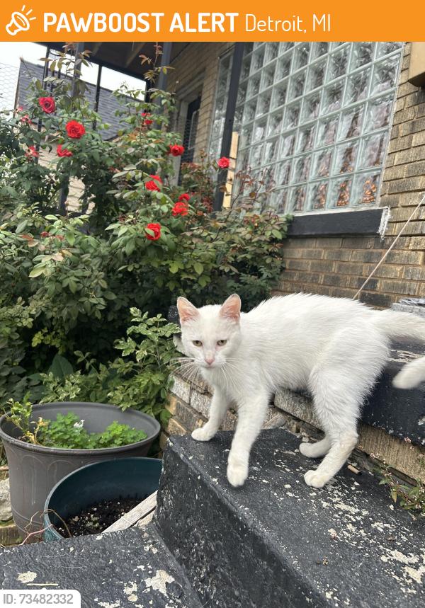 Found/Stray Unknown Cat last seen Elmhurst and Dexter, Detroit, MI 48204