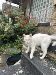 Found/Stray Unknown Cat last seen Elmhurst and Dexter, Detroit, MI 48204