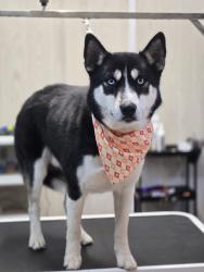 Lost Male Dog last seen Smyrna baptist church, Smyrna, SC 29743