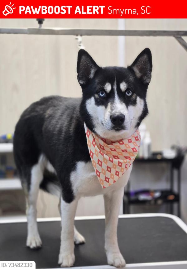 Lost Male Dog last seen Smyrna baptist church, Smyrna, SC 29743