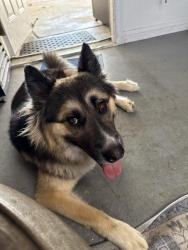 Reunited Male Dog last seen Villa Park St & La Sefa, La Puente, CA 91744