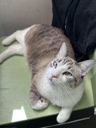 Reunited Male Cat last seen Powell st and Princess Ave, Vancouver, BC V6A 1G8
