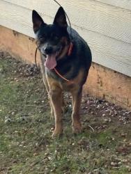 Found/Stray Male Dog last seen Autumn Mist Rd Statesville, Statesville, NC 28677