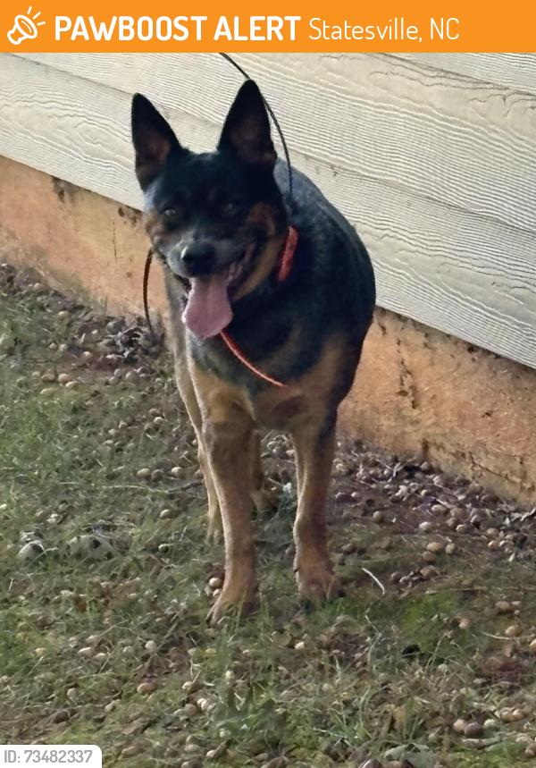 Found/Stray Male Dog last seen Autumn Mist Rd Statesville, Statesville, NC 28677