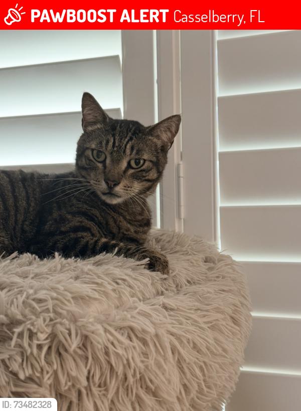 Lost Male Cat last seen Near Waverly drive, Casselberry, FL 32730
