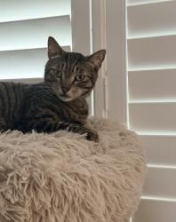 Lost Male Cat last seen Near Waverly drive, Casselberry, FL 32730