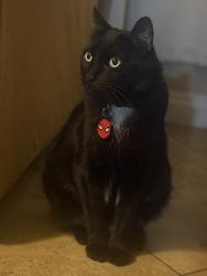 Lost Male Cat last seen Palm ave, San Jacinto, CA 92582