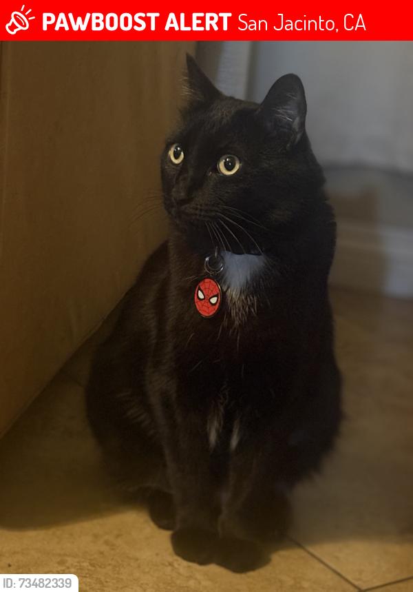 Lost Male Cat last seen Palm ave, San Jacinto, CA 92582