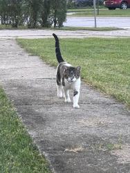 Found/Stray Male Cat last seen Burry Circle Drive, Cowling Lane, Crest Hill, IL 60403