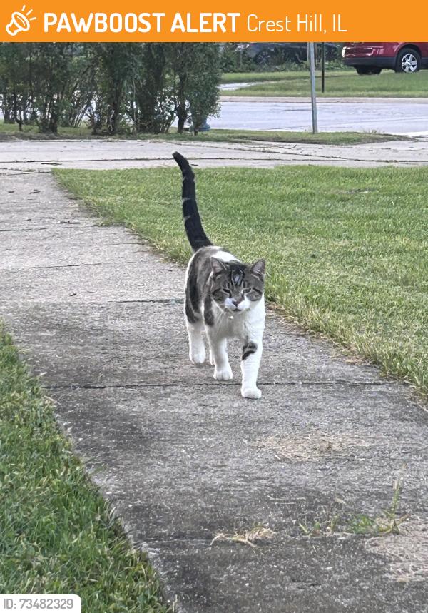 Found/Stray Male Cat last seen Burry Circle Drive, Cowling Lane, Crest Hill, IL 60403