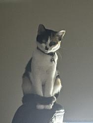 Reunited Female Cat last seen Near Idlewild Way, San Diego, CA 92117, USA, San Diego, CA 92117