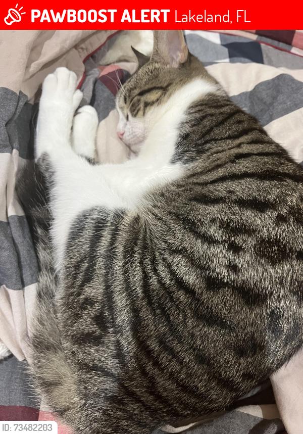 Lost Male Cat last seen Near Sebago drive, Lakeland, FL 33805
