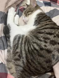 Lost Male Cat last seen Near Sebago drive, Lakeland, FL 33805