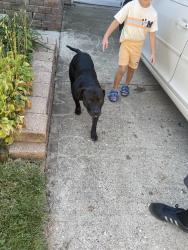 Found/Stray Male Dog last seen River road, Cincinnati, OH 45233