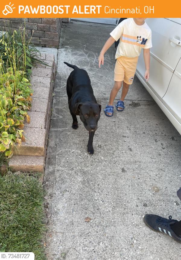 Found/Stray Male Dog last seen River road, Cincinnati, OH 45233