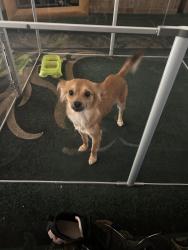 Lost Male Dog last seen Near Strauch elementary, Sacramento, CA 95833