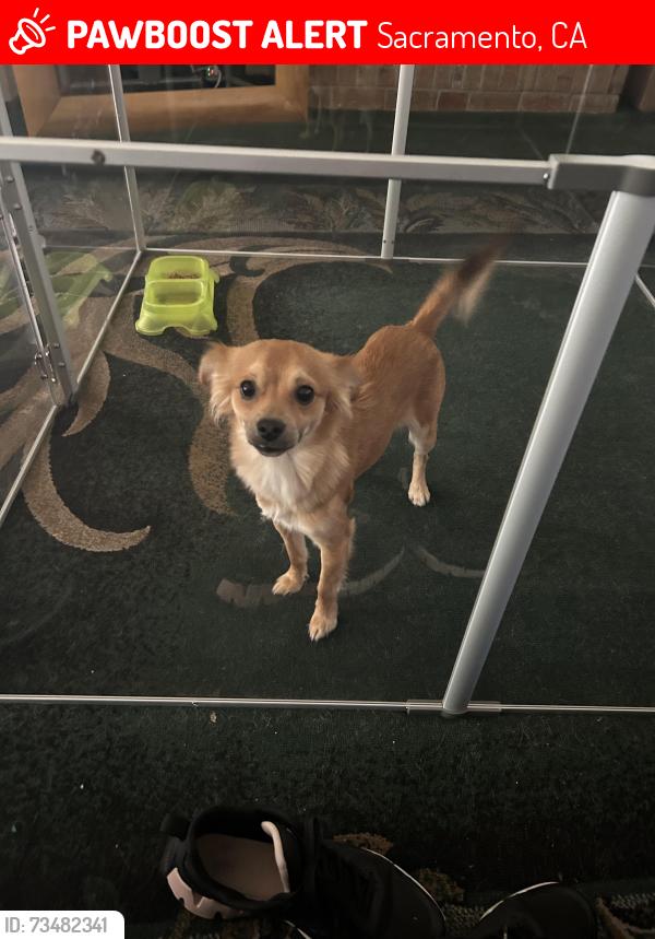 Lost Male Dog last seen Near Strauch elementary, Sacramento, CA 95833