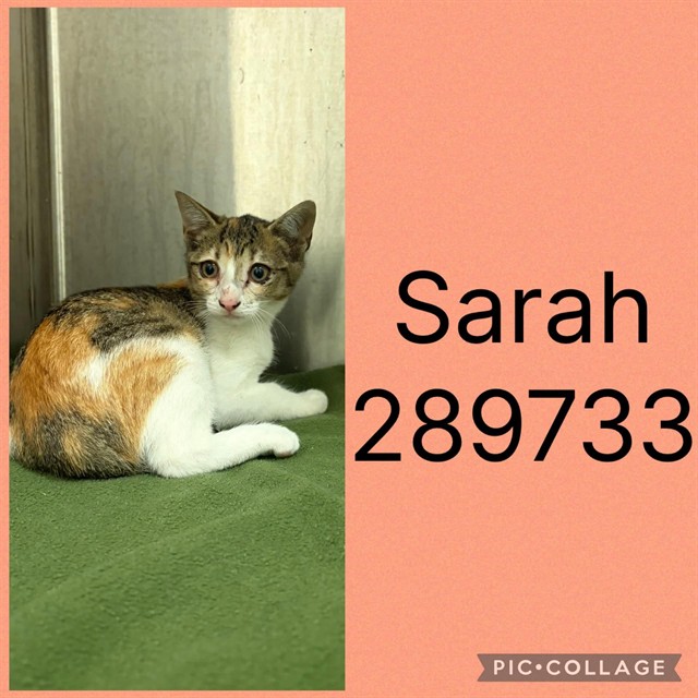 Shelter Stray Female Cat last seen NAPIER AVE., 4214 Fulton Mill Rd, Macon, GA 31216, USA