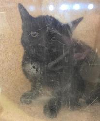 Shelter Stray Female Cat last seen Near BLOCK W CHATEAU AVE, 4522 W 3500 S, West Valley City, UT 84120, USA