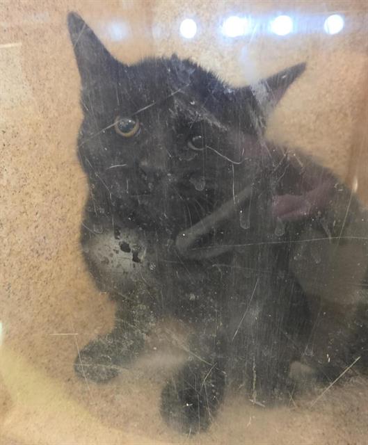 Shelter Stray Female Cat last seen Near BLOCK W CHATEAU AVE, 4522 W 3500 S, West Valley City, UT 84120, USA