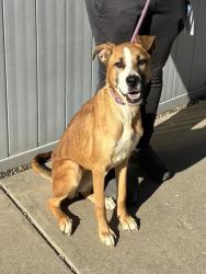 Shelter Stray Female Dog last seen Near BLOCK SAINT ANDREWS CHURCH RD, 3528 Newburg Rd, Louisville, KY 40218, USA